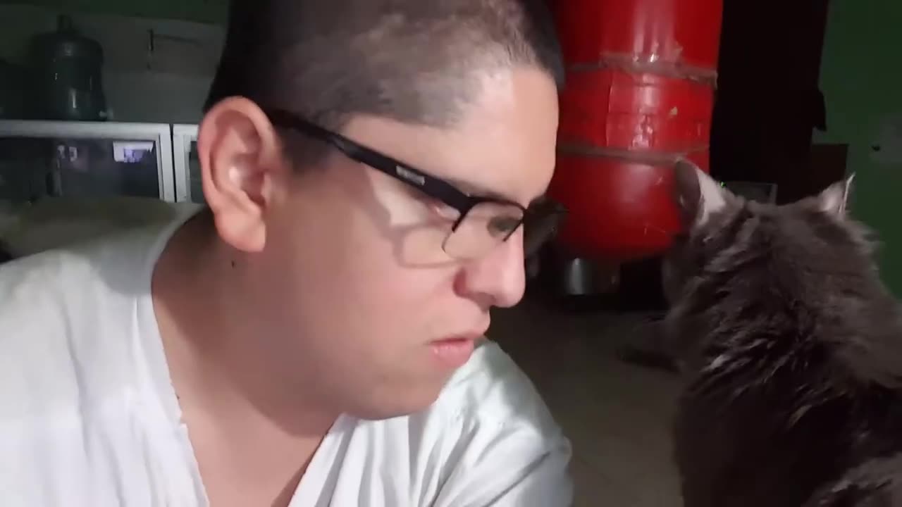 Pointless Pet Video 4: Beefing With Miss Kitty (July 17, 2017)