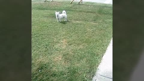 dog