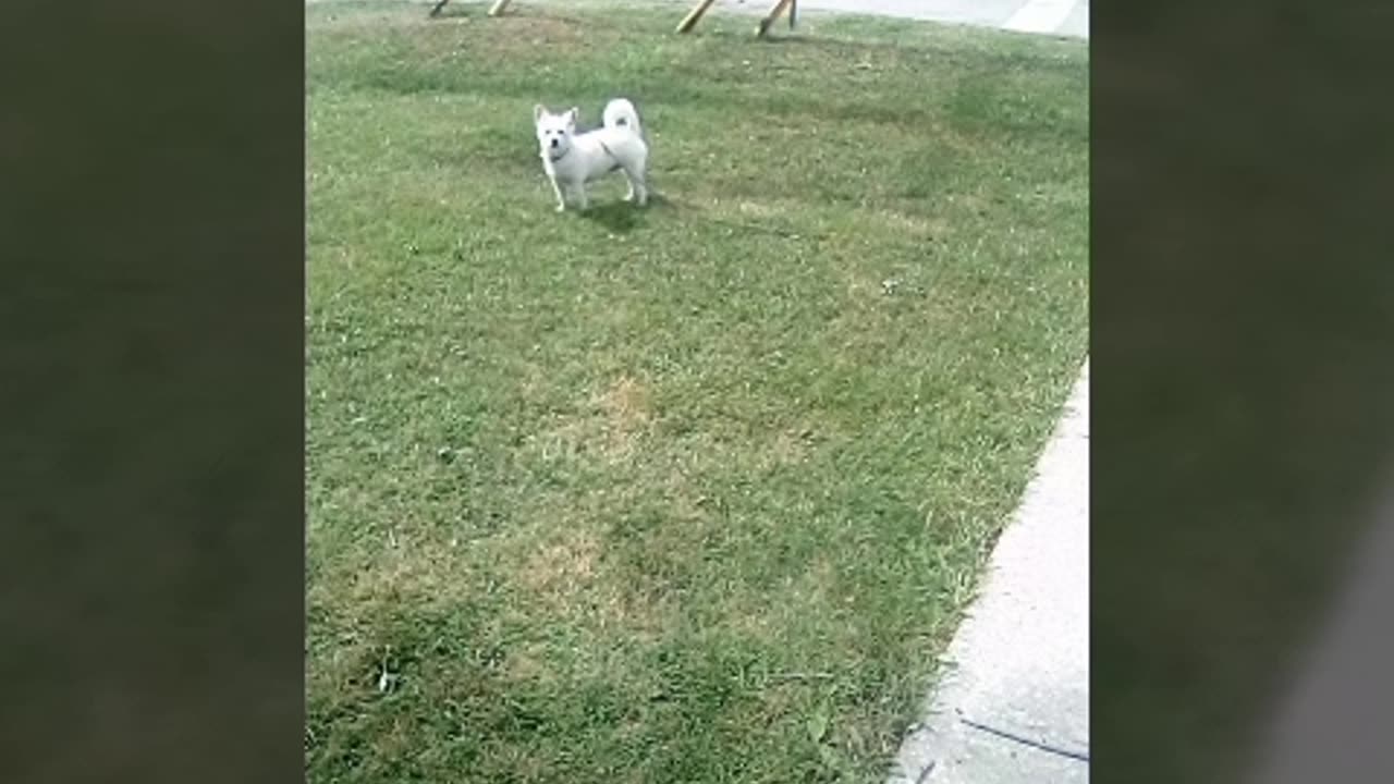 dog