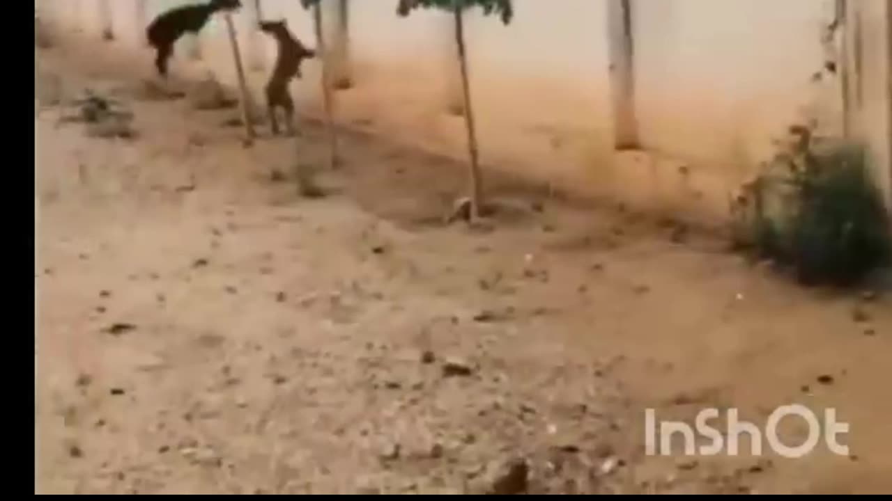 top funny video