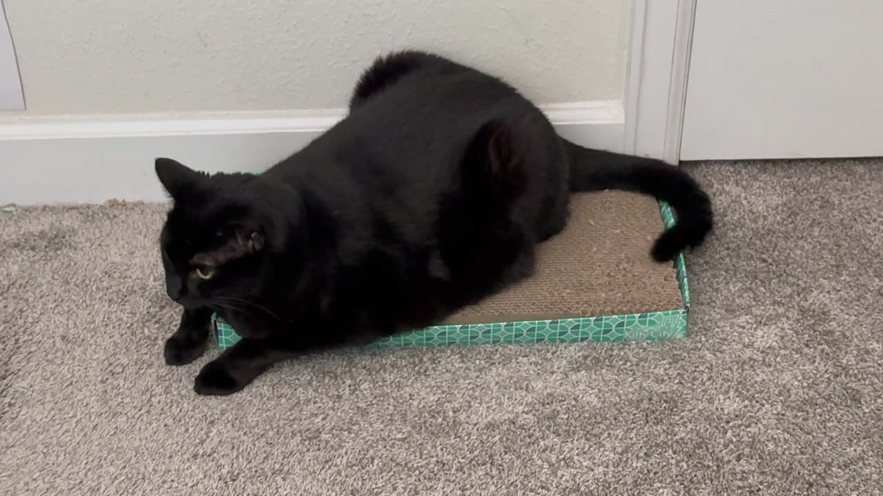 Precious Pipers Demonstrates How to Do Tuffet Sit Ups - Adopting a Cat from a Shelter Vlog #shorts