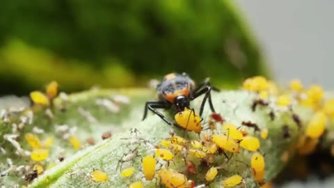 Watch Ladybugs Go From Goth to Glam.