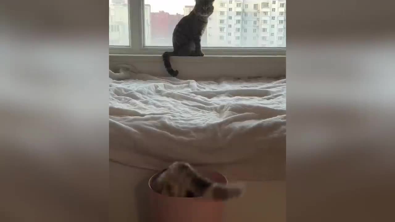 Funniest cat and dogs clips..🐈🐕