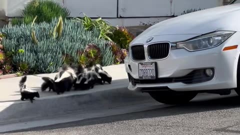 Skunk Family Conquers Sidewalk Curb