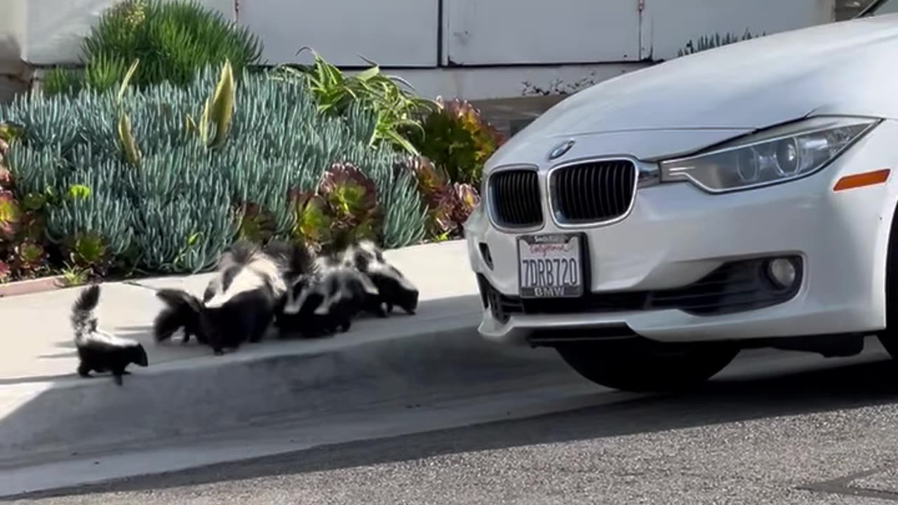 Skunk Family Conquers Sidewalk Curb