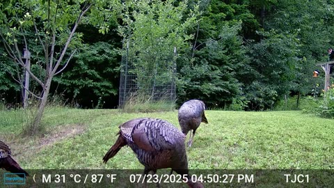 Turkeys