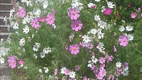 Colorful flowers.