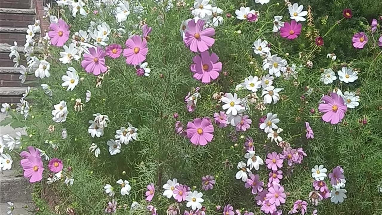 Colorful flowers.