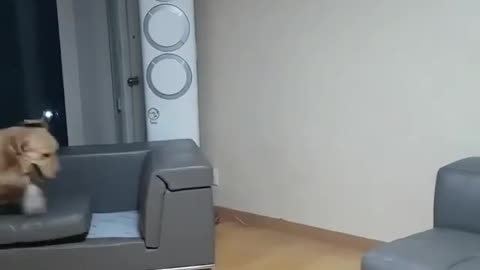 funny animals