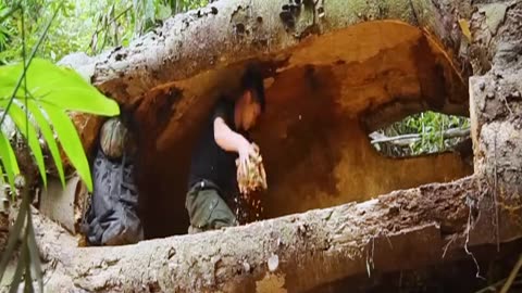Hidden Forest Shelter I Built a Complete and Warm Shelter Inside a Giant Tree
