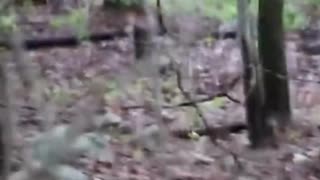 BIGFOOT Spotted with her Baby in the Forest!