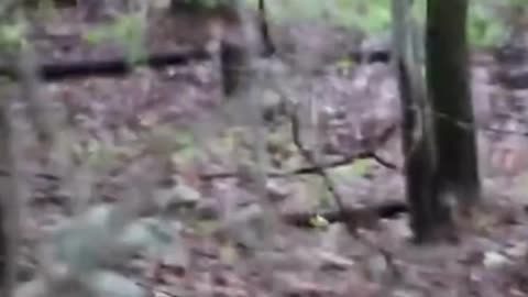 BIGFOOT Spotted with her Baby in the Forest!