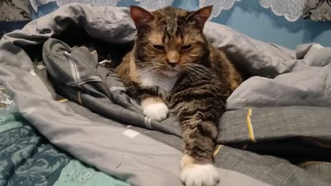 Under the Covers Kitty: The Cutest Paw Show Ever