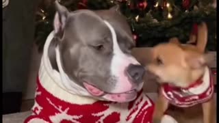 They are a very quite couple.