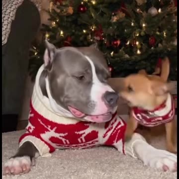 They are a very quite couple.