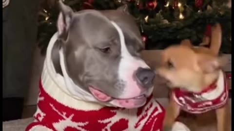 They are a very quite couple.