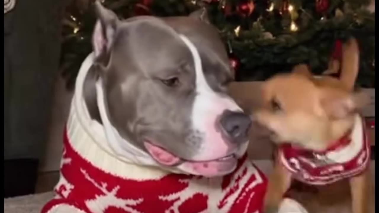 They are a very quite couple.