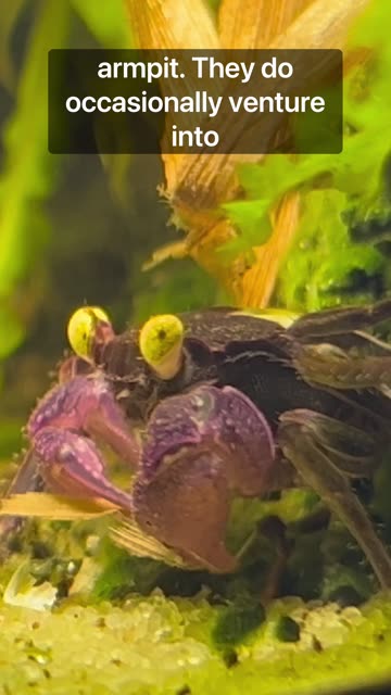 What’s Living In My Paludarium?