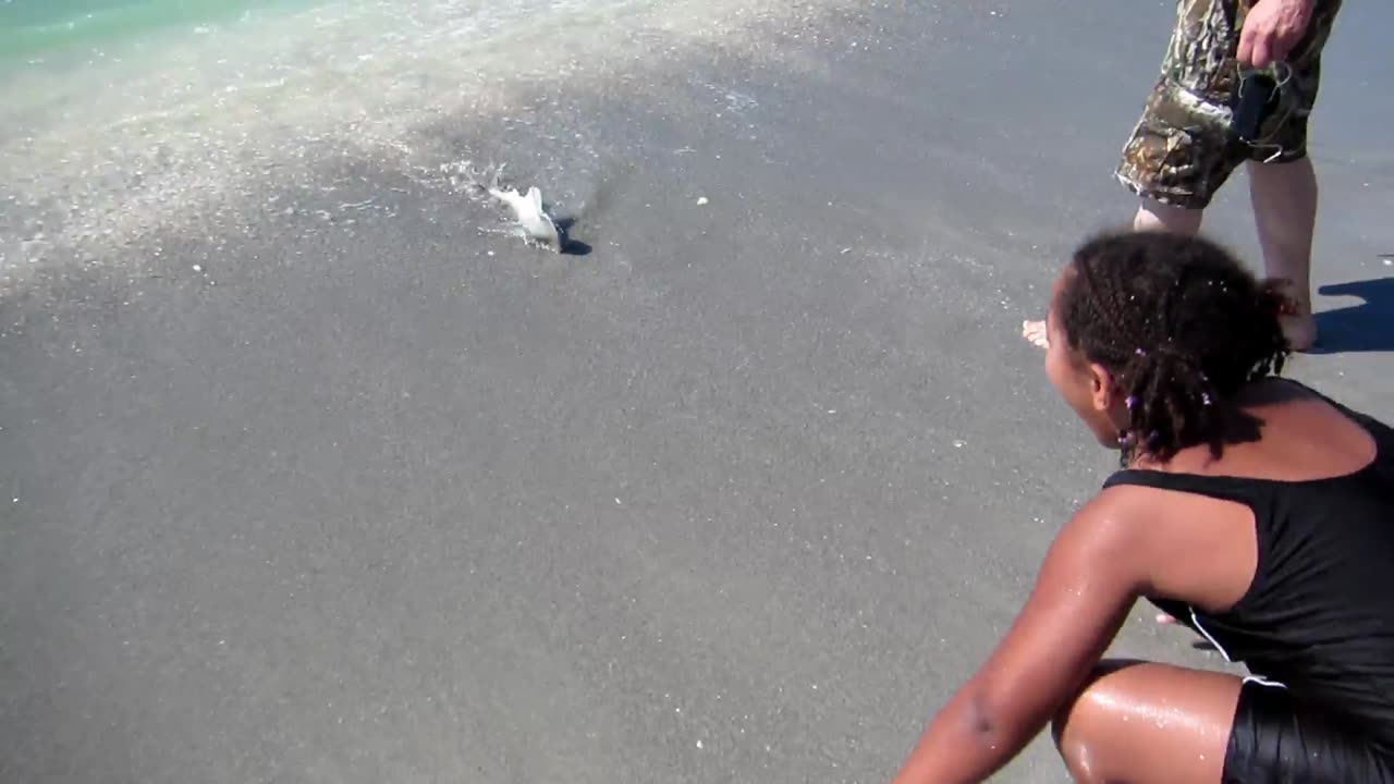 Releasing A Bonnet Head Shark