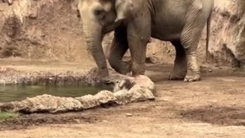 A Heartwarming Act of Kindness in the Wild 🐘🦌