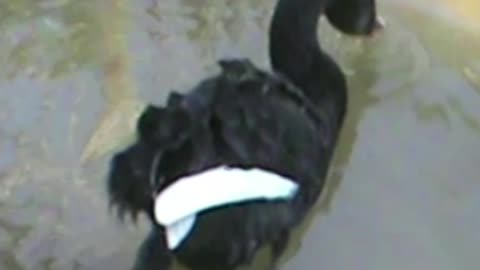 swan