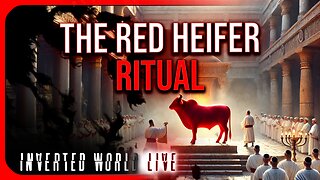 The Red Heifer Ritual