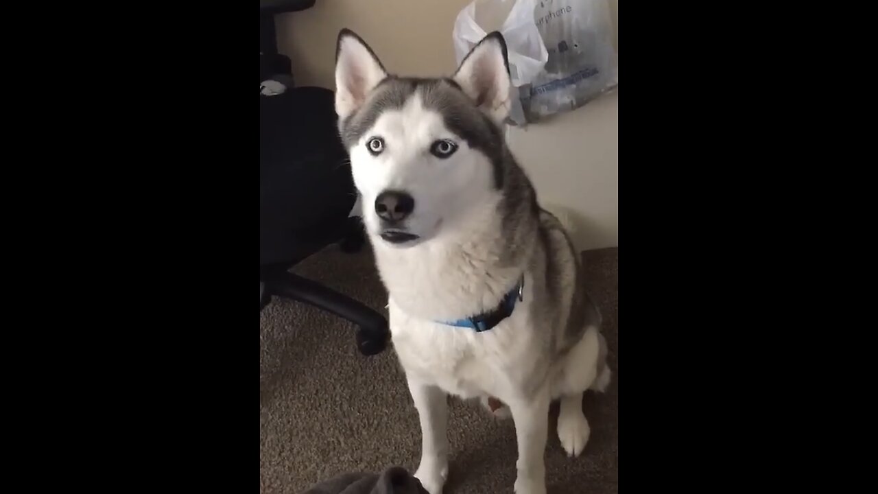 Siberian Husky speaking