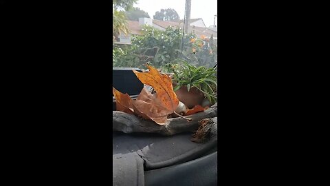 Good Morning Mr Plant with guitar