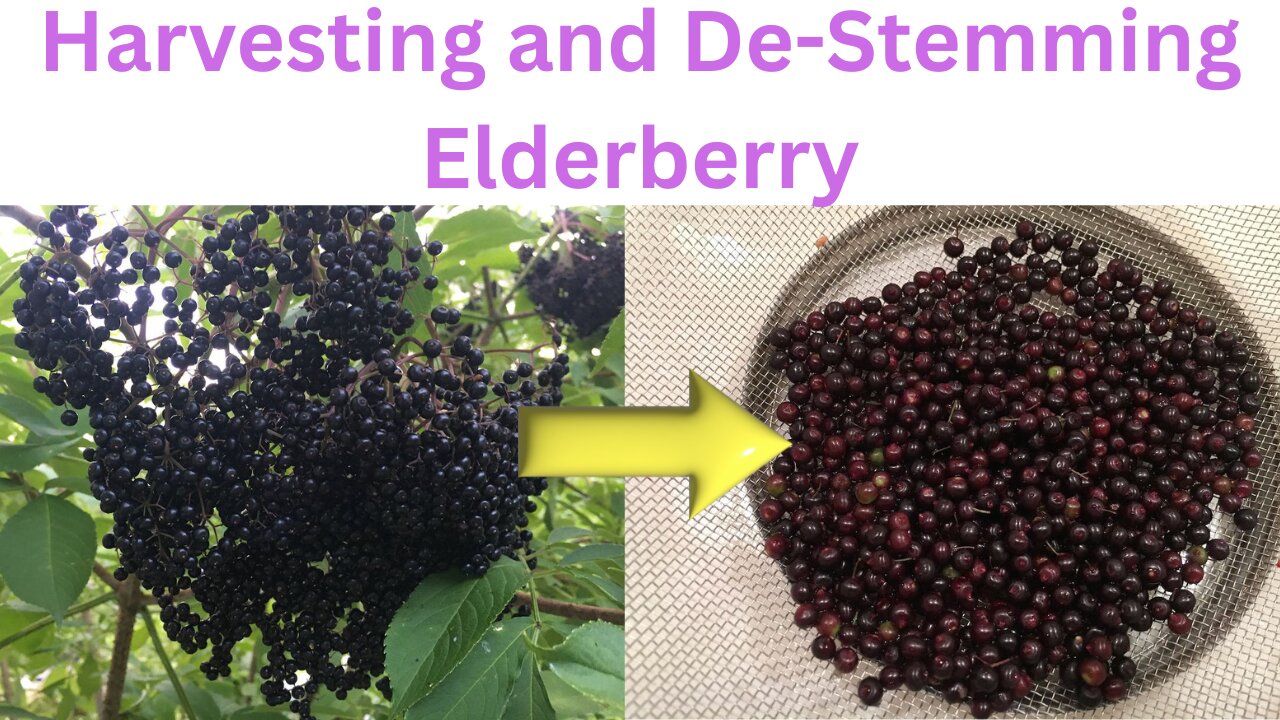 Harvesting and De-Stemming Elderberry