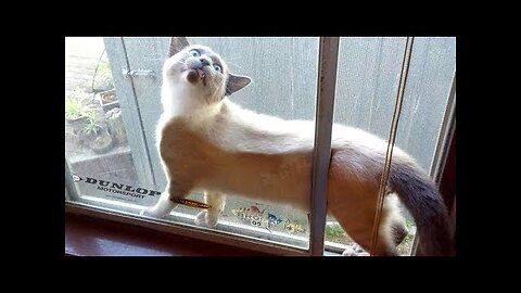 WARNING: You will POOP YOUR PANTS from LAUGHING TOO HARD - FUNNY CATS compilation