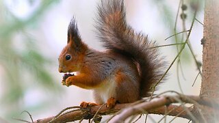 Red Squirrel Eating a Nut on a Tree Branch