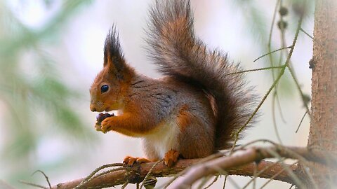 Red Squirrel Eating a Nut on a Tree Branch
