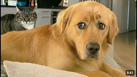 Funniest Animal Videos 2025 🤣 The Most Overdramatic Pets Ever
