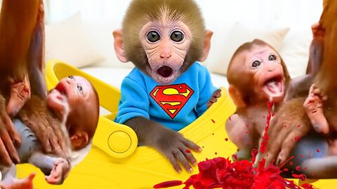 Animal video|| baby monkey kiki entertainment video||animalht video