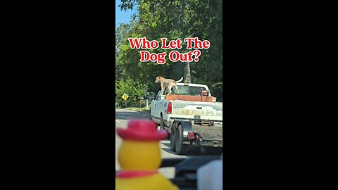 Who Let The Dog Out?