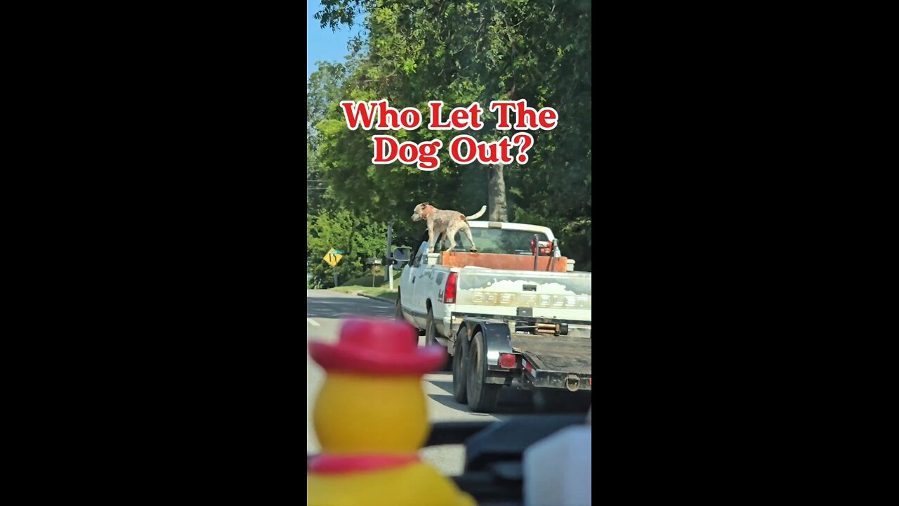 Who Let The Dog Out?