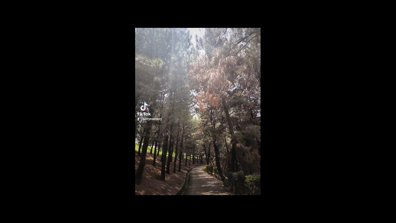 Garden, zen #forest, ASMR, serene, jungle