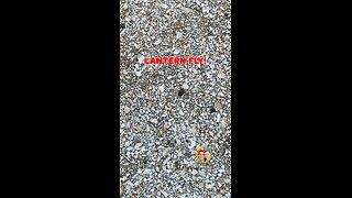 EVER SEEN A LANTERN FLY?