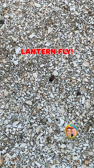 EVER SEEN A LANTERN FLY?