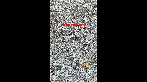 EVER SEEN A LANTERN FLY?