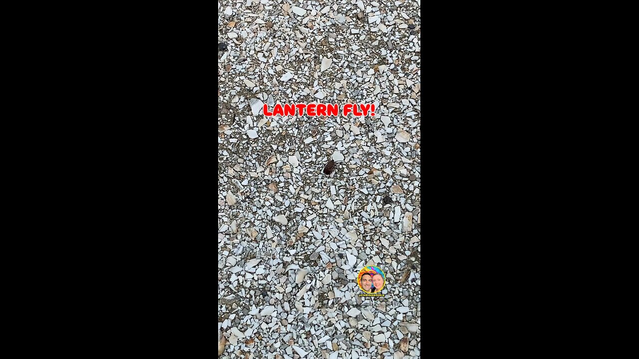 EVER SEEN A LANTERN FLY?