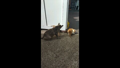 mother cat and cute kittens