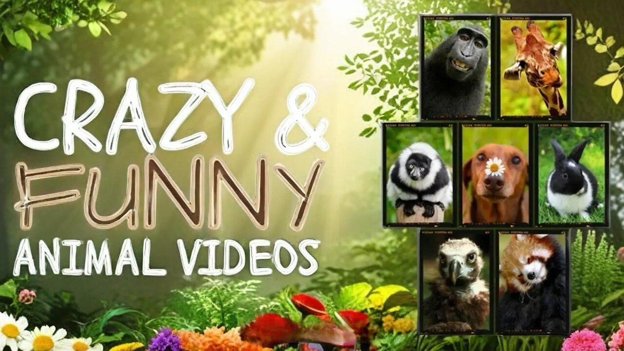 Funniest Animals Moments Ever Caught on Camera ep-19