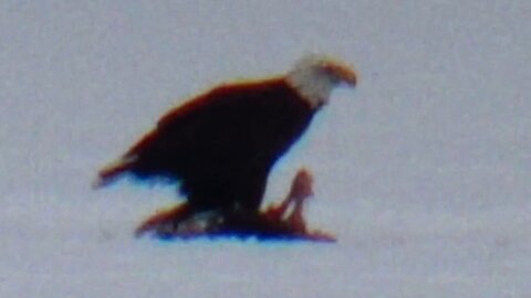 Bald Eagle Eating