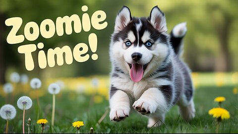 Cute Husky Puppy Chasing a Ball 🐶⚽️😂