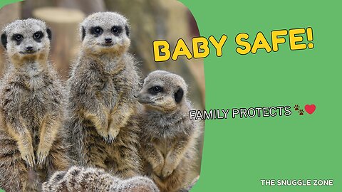 Meerkat Family Protects Their Baby 🐾💕 | Heartwarming Nature Scene