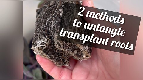 untangling transplant roots 👀keep an eye out for this when grabbing veggies from ur local nursery