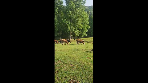Cows and calves 2025.