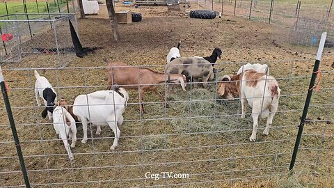 Graham Family Farm NW: 9:10 AM August 15 2025