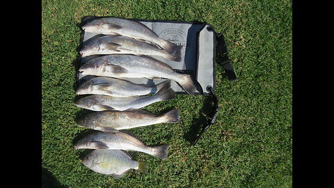 Southern California Surf Fishing Report 11 14 25